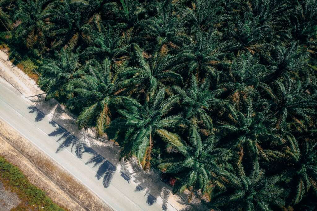 Innoglo Palm Oil